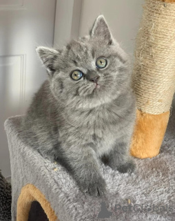 Photo №2 to announcement № 167432 for the sale of british shorthair - buy in Switzerland private announcement