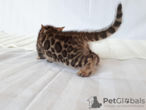 Photo №1. bengal cat - for sale in the city of Miass | 1500$ | Announcement № 8738