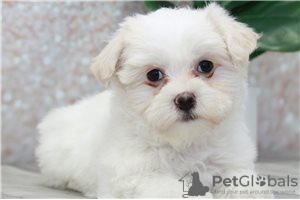 Photo №2 to announcement № 115863 for the sale of maltese dog - buy in Germany 