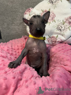 Additional photos: Xoloitzcuintle (Mexican hairless dog) puppies