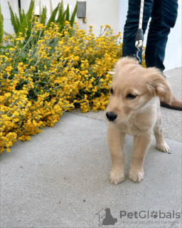 Photo №1. golden retriever - for sale in the city of Sofia | 254$ | Announcement № 78625