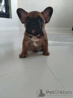 Photo №1. french bulldog - for sale in the city of St. Petersburg | negotiated | Announcement № 8120