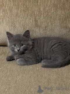 Photo №2 to announcement № 171179 for the sale of nebelung - buy in Germany private announcement, from nursery, from the shelter, breeder