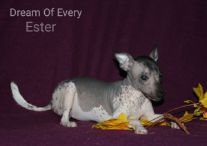 Photo №2 to announcement № 3883 for the sale of mexican hairless dog - buy in Russian Federation from nursery, breeder