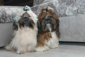 Photo №1. shih tzu - for sale in the city of Pskov | negotiated | Announcement № 2211
