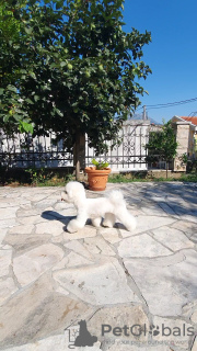 Photo №3. Bichon Frize puppies are waiting for their new families. Montenegro