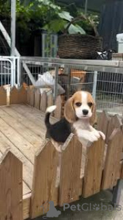 Photo №3. Beagle puppies for sale. Canada