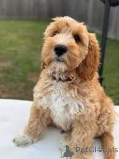Photo №2 to announcement № 166594 for the sale of labradoodle - buy in Belgium private announcement, breeder