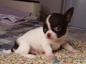 Additional photos: Chihuahua chocolate boy