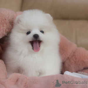 Additional photos: pomeranian