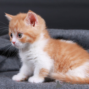 Photo №3. Munchkin kittens. Belgium