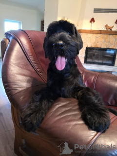 Photo №2 to announcement № 20280 for the sale of giant schnauzer - buy in Lithuania private announcement, breeder