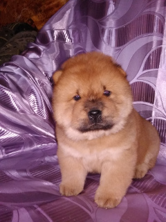 Photo №2 to announcement № 1764 for the sale of chow chow - buy in Russian Federation private announcement