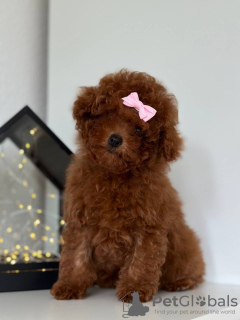 Photo №3. Toy Poodle Red Brown TEECUP. Czech Republic