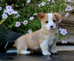 Photo №1. welsh corgi - for sale in the city of Афины | 370$ | Announcement № 105686