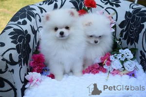Photo №1. pomeranian - for sale in the city of Antwerp | Is free | Announcement № 160350