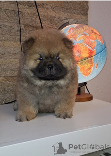 Photo №1. chow chow - for sale in the city of Belgrade | negotiated | Announcement № 127540