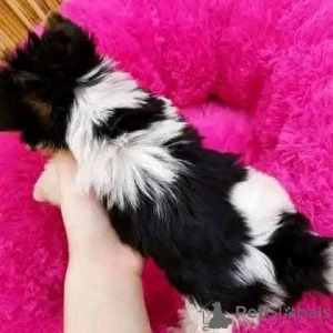 Photo №2 to announcement № 131364 for the sale of yorkshire terrier - buy in United Kingdom private announcement