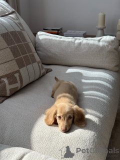 Photo №4. I will sell dachshund in the city of Munich. private announcement, breeder - price - negotiated