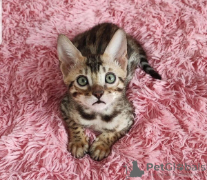 Photo №1. savannah cat - for sale in the city of Sydney Olympic Park | 264$ | Announcement № 71726
