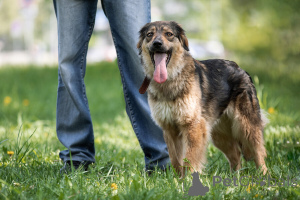 Photo №4. I will sell non-pedigree dogs in the city of Москва. private announcement - price - Is free