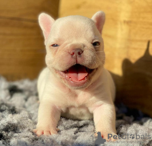 Photo №3. French Bulldog Puppies. Saudi Arabia