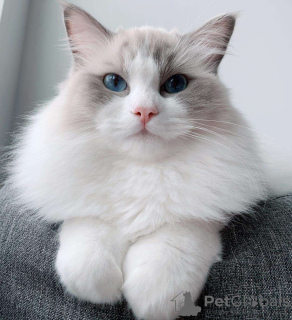Photo №2 to announcement № 90139 for the sale of ragdoll - buy in Estonia breeder