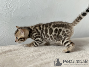 Additional photos: Bengal kittens