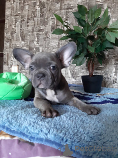 Photo №2 to announcement № 12827 for the sale of french bulldog - buy in Poland private announcement