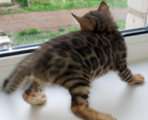 Photo №4. I will sell bengal cat in the city of Minsk. private announcement, from nursery - price - 500$