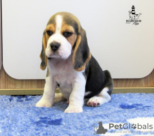 Photo №2 to announcement № 13134 for the sale of beagle - buy in Ukraine from nursery