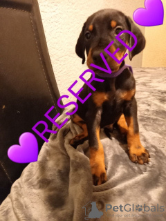 Photo №2 to announcement № 15453 for the sale of dobermann - buy in United States 