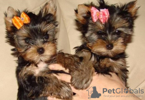 Photo №1. yorkshire terrier - for sale in the city of Berlin | 370$ | Announcement № 116804