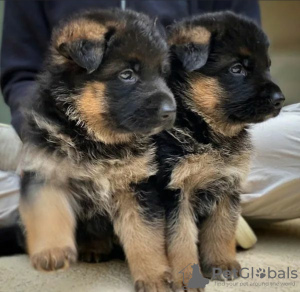 Photo №1. german shepherd - for sale in the city of Гамбург | Is free | Announcement № 119381