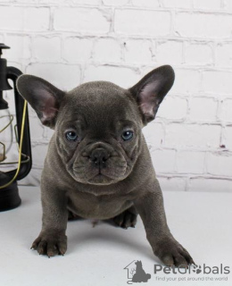 Photo №1. french bulldog - for sale in the city of Brno | Is free | Announcement № 83184