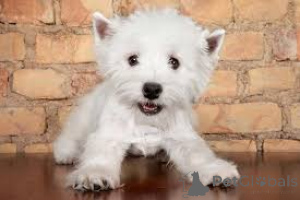 Photo №2 to announcement № 135895 for the sale of west highland white terrier - buy in Germany 
