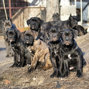 Photo №1. cane corso - for sale in the city of Berlin | negotiated | Announcement № 171214
