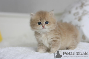 Photo №1. british longhair - for sale in the city of Novosibirsk | negotiated | Announcement № 58399
