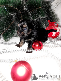 Photo №2 to announcement № 8346 for the sale of yorkshire terrier - buy in Russian Federation breeder