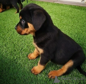 Photo №1. rottweiler - for sale in the city of Zagreb | negotiated | Announcement № 116697