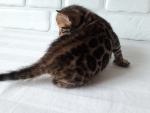 Photo №2 to announcement № 4288 for the sale of bengal cat - buy in Russian Federation private announcement, from nursery, breeder