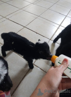 Photo №2 to announcement № 161737 for the sale of  - buy in France 