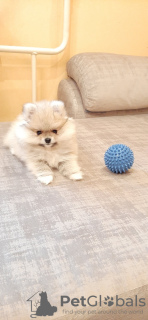 Photo №2 to announcement № 15598 for the sale of pomeranian - buy in Belarus from nursery, breeder
