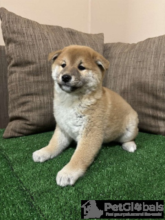 Photo №2 to announcement № 134407 for the sale of shiba inu - buy in Serbia 