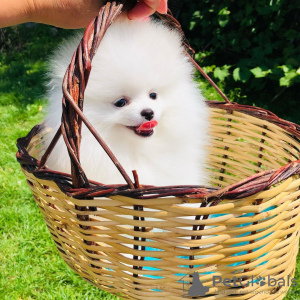 Additional photos: Pomeranian puppies