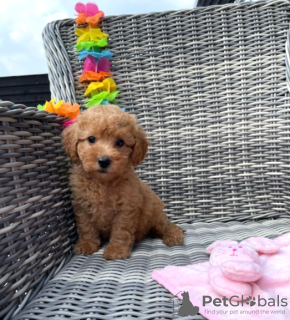 Photo №3. Adorable Puppy. United States