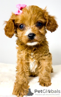 Additional photos: Cavapoo-cavapoo (Cavalier Toy Poodle)