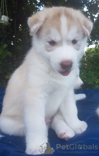 Photo №3. Trained Siberian Husky puppies with Pedigree in Germany. Germany