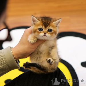 Photo №2 to announcement № 153757 for the sale of munchkin - buy in Belgium breeder