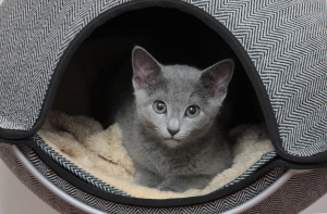 Photo №3. Kittens Russian blue in the kindest hands. Belarus
